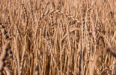 4199ced5b8a6527c34aa85cb68c86202