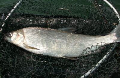 2018_KW16_Stephane_Fera_du_lac_Leman_1[1]