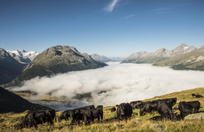 Alpe_Angus_0023
