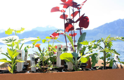 Assortiment plantons